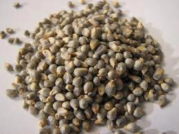 Millet Seeds 