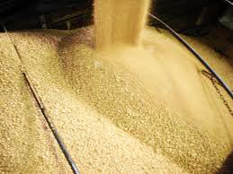 soybean meal