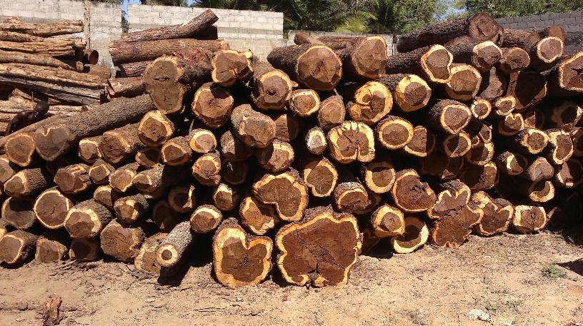 African Sandalwood Log Manufacturer in Jaipur Rajasthan India by P. R ...