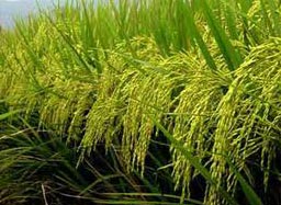 paddy rice