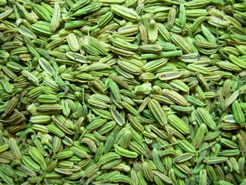 Premium Quality Fennel Seeds