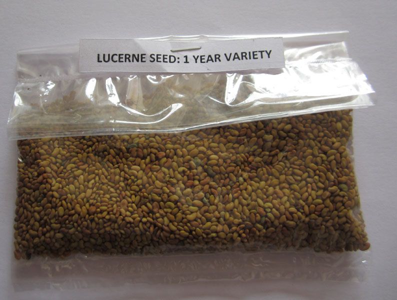 Cattle Grass Seed Manufacturer inChennai Tamil Nadu India by Royal