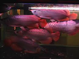 Healthy Arowana Fishes