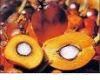 crude palm oil
