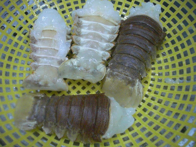 Bunch Fresh Oriental Slipper Lobster Thenus Stock Photo 1877803612 |  Shutterstock