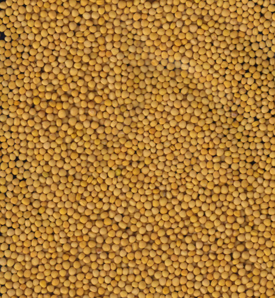 Yellow mustard seeds