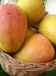 Kesar Mango