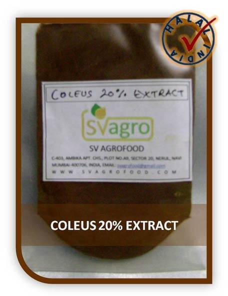 Natural Coleus Forskohlii Extract