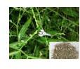 Andrographis Paniculata Extract (andrographolides) 10%