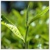 Green Coffee Bean Extract, Chlorogenic Acid