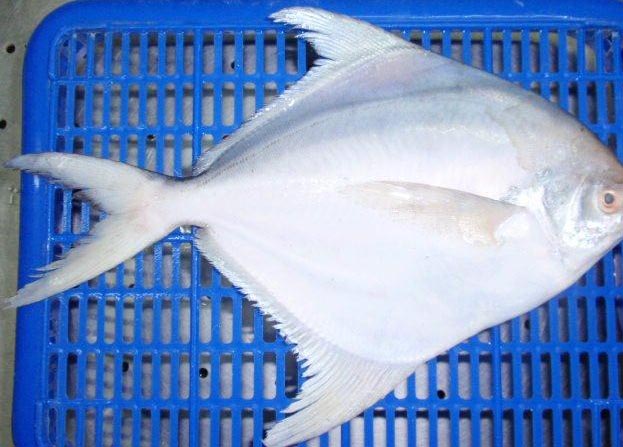 Frozen Pomfret Fish