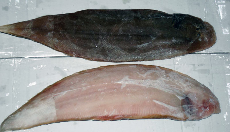 Tongue Sole Fish