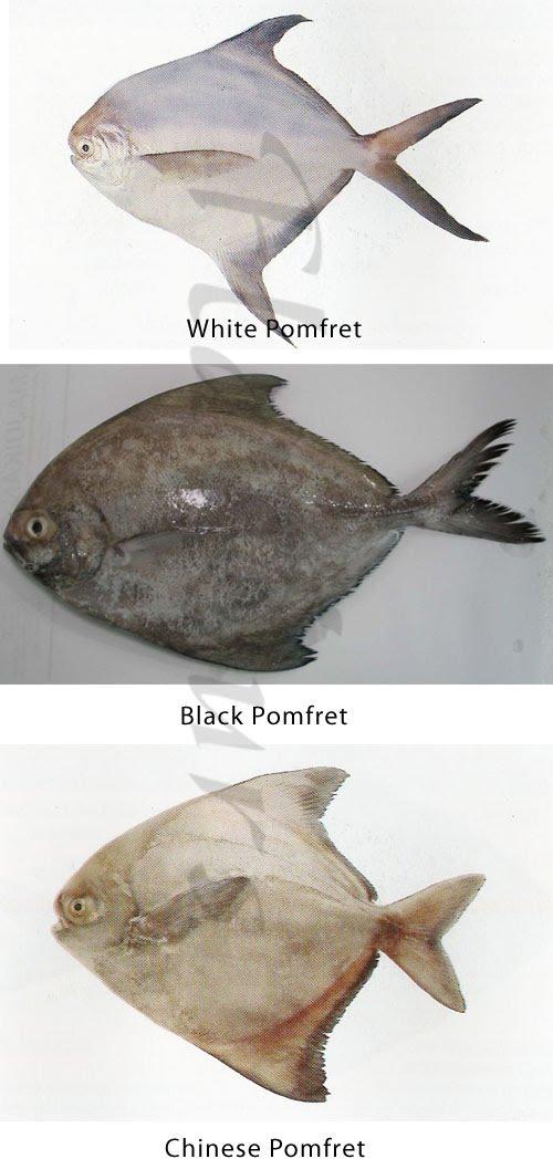 Pomfret Fish