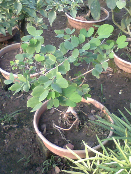 Bonsai Adenium Plant