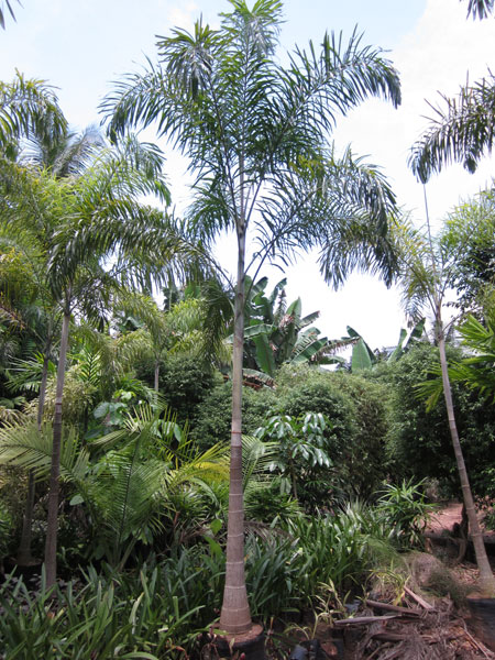 Foxtile Palm