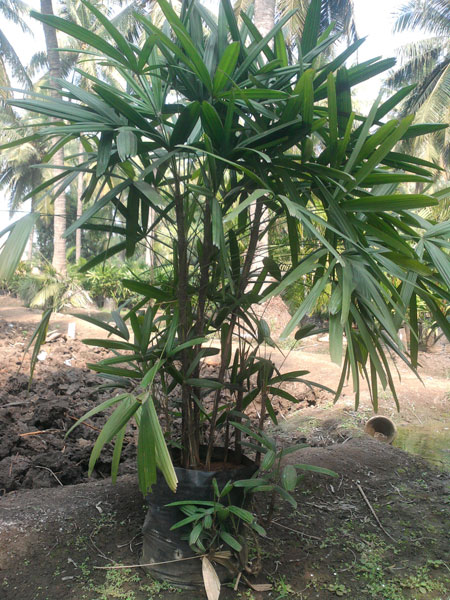Raphis Palm Trees