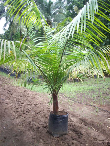Redneck Palm Plant