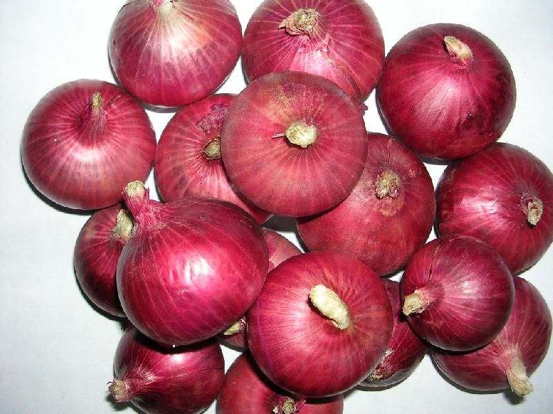 Nhrdf in Nashik Manufacturer of Onion Seed & Garlic Seed