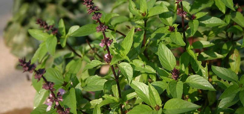 Fresh Tulsi Leaves, Color : Green