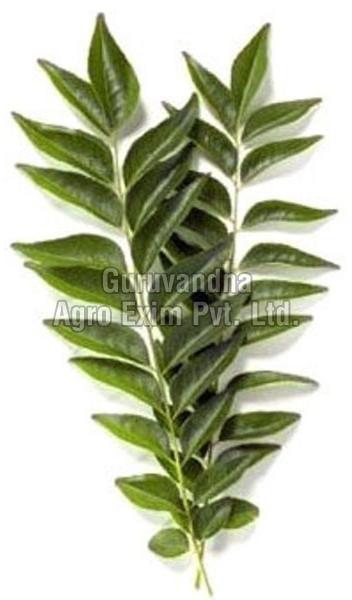 Organic curry leaves, Color : Green