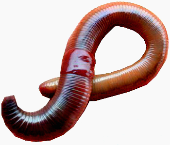 Earthworms, for Vermicomposting, Kitchen-composting, Classification : Eisenia Fetida