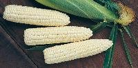 white maize