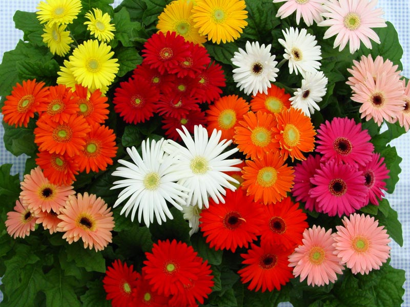 Gerbera Flowers