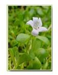 Bacopa Dry Extract