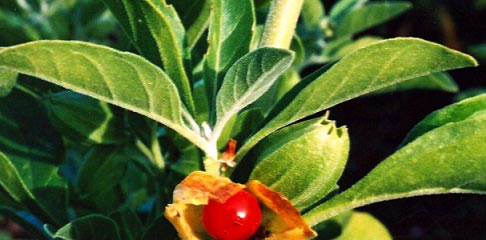 ashwagandha root