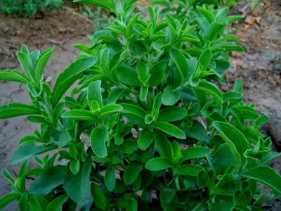  Stevia Leaves 
