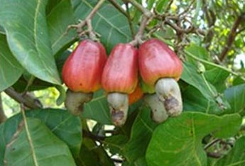 raw cashew nut