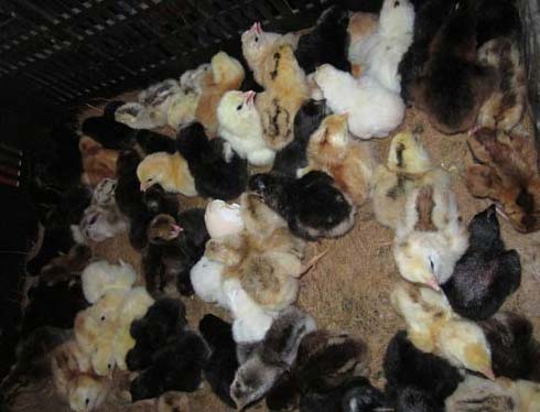 Chicken Baby Chicks