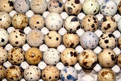 Quail Eggs, for Bakery Use, Human Consumption, Packaging Type : Caret