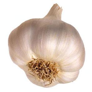 garlic