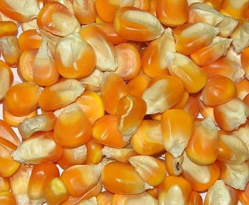 yellow maize seeds