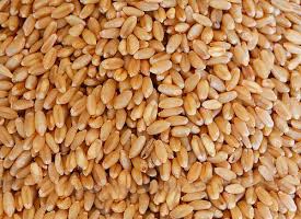 Wheat Seeds