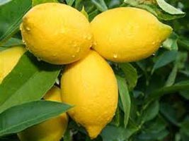 fresh lemon