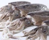 Frozen Cuttlefish