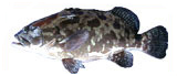 Camouflage Grouper fish