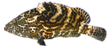 Sabah Coral Rockcod  fish