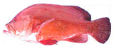 Tomato RockCod Grouper fish