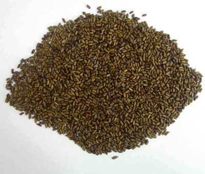 Puwar Seeds