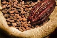cocoa coffee beans