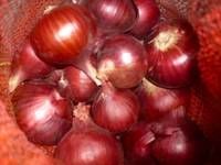 fresh onions