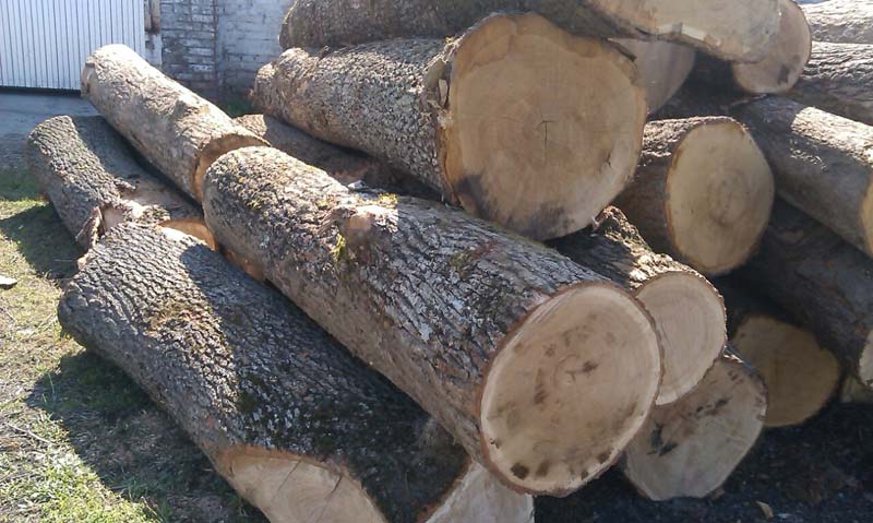 White Oak Wood Logs