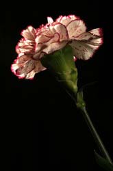 Fresh Carnations Flower