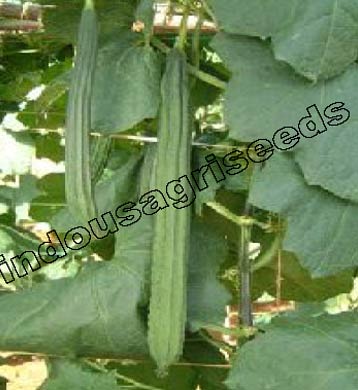 Indo Us 216 Ridge gourd F1 hybrid seeds