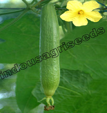 Indo Us 900 Sponge Gourd F1 Hybrid Seeds