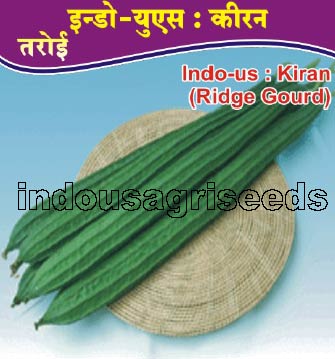 Indo Us Kiran Op ridge gourd F1 hybrid seeds