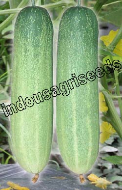 Indo Us Megha F1 Cucumber Hybrid Seeds